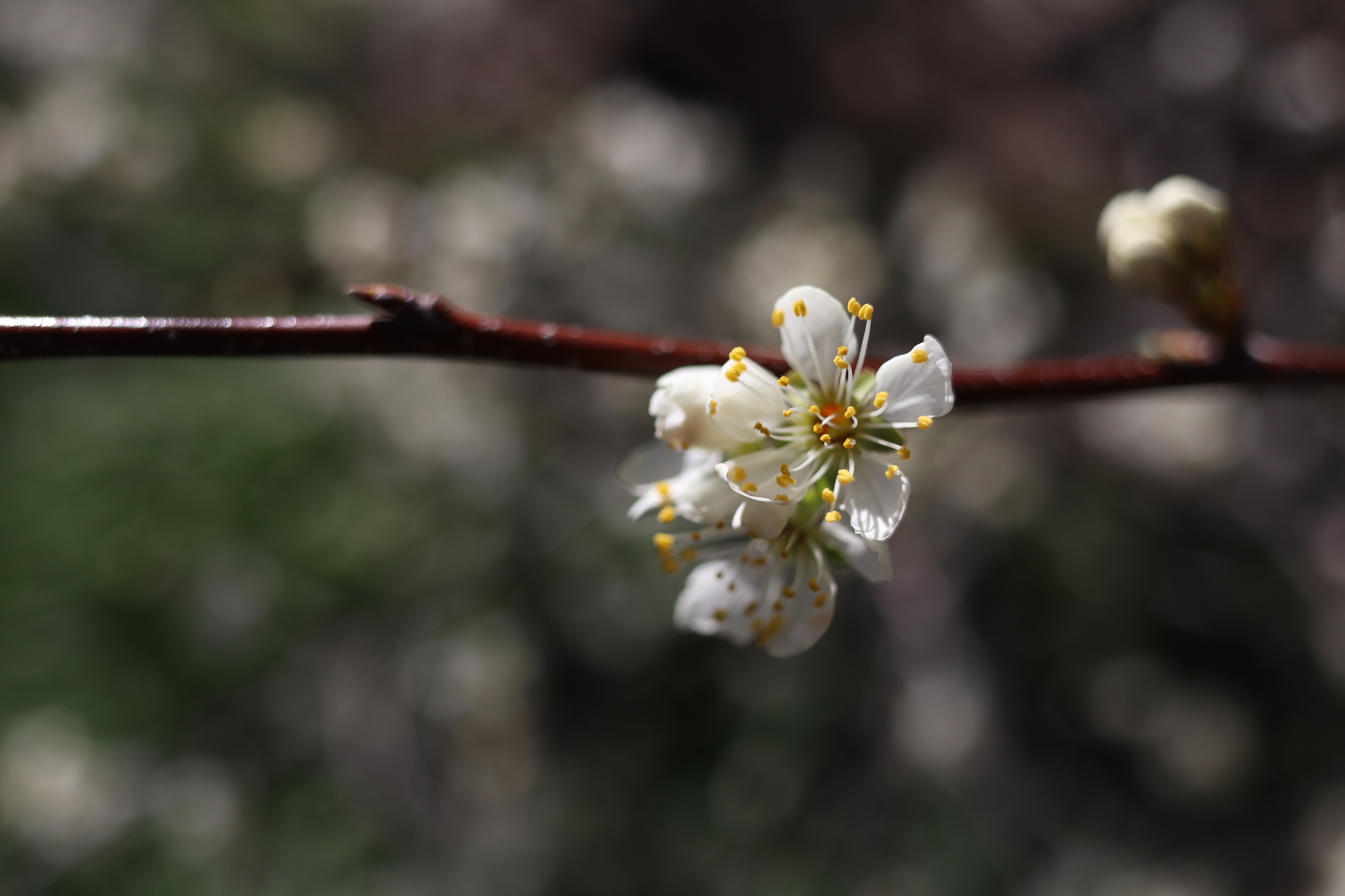 Photograph by Owen Correll