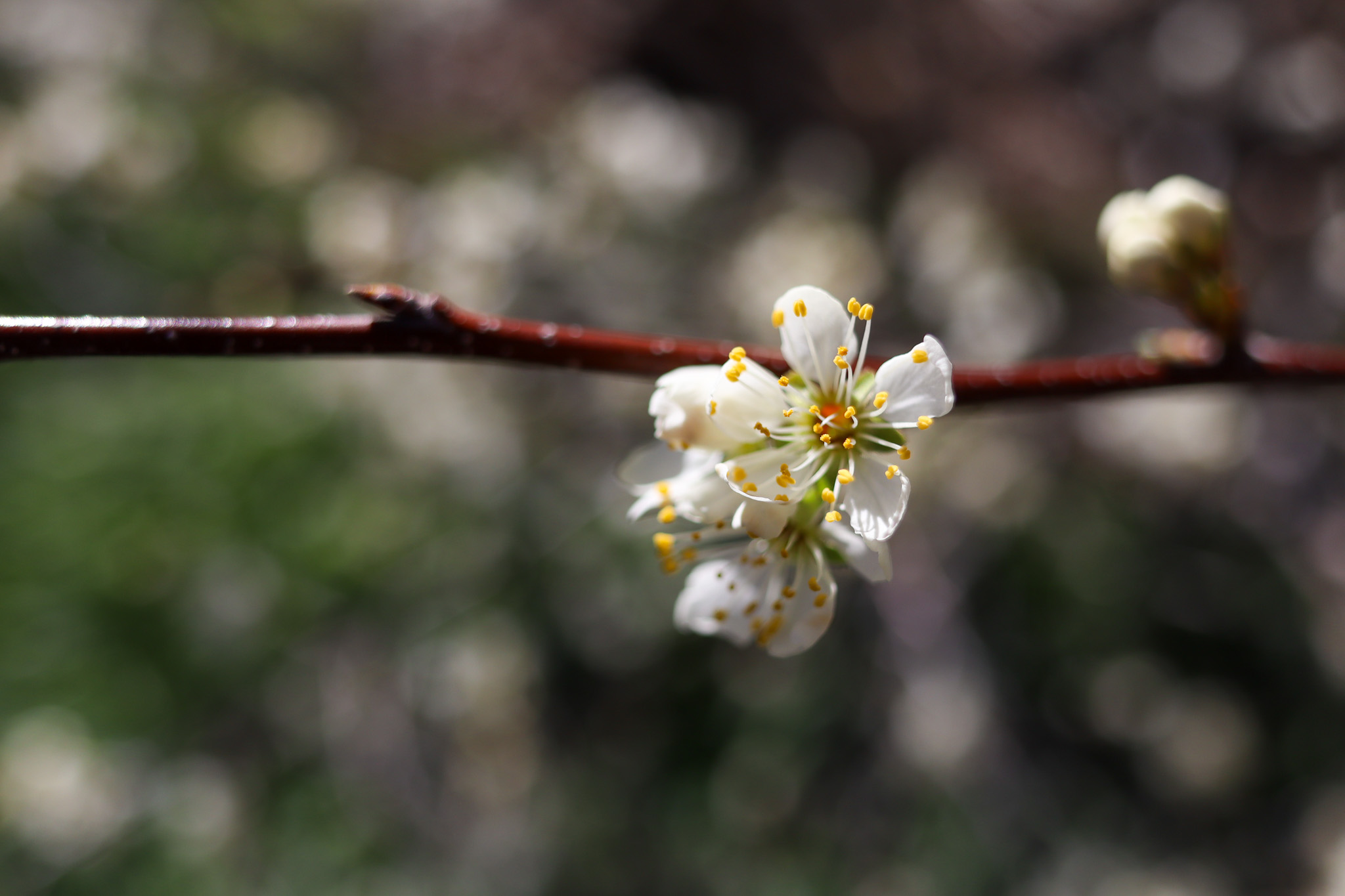 Photograph by Owen Correll